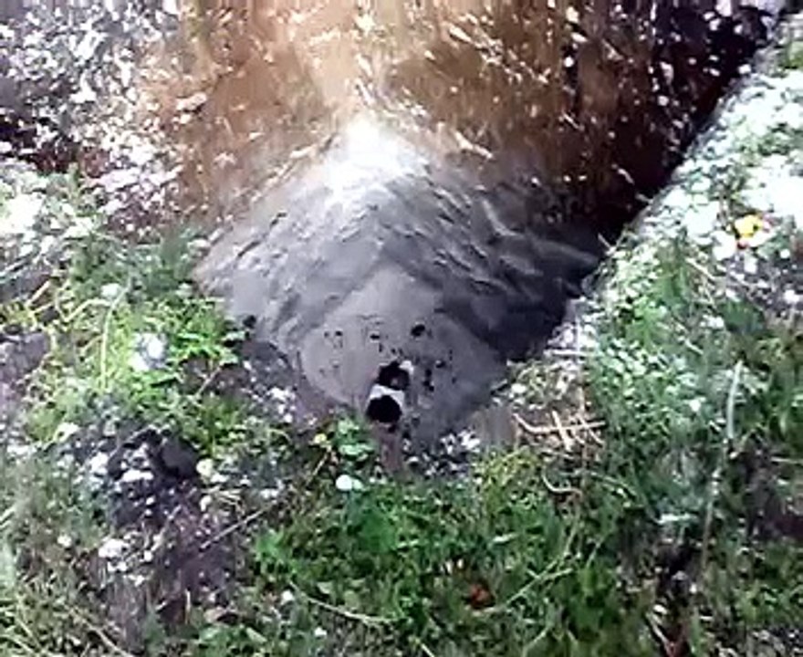 Кот не может вылезти из ямы
