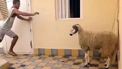 janwer ko tang kare ka anjaam dekhiye zara__