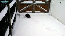 Кот прикалывается в снегу. Классный прикол с котом