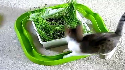 Кот прикольно катает шар