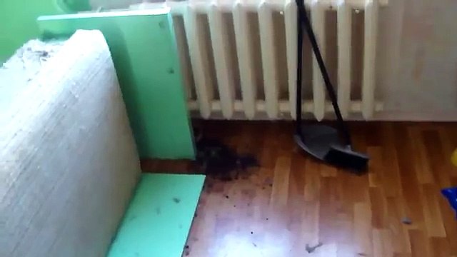 Кот устроил в квартире погром