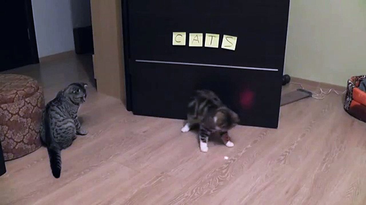 Коты гоняются за лазером ПРИКОЛ