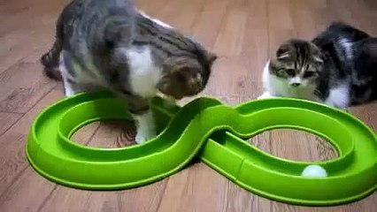 Коты играют в аквапарк