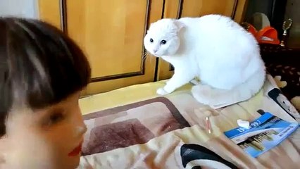 Кот боится маникена в парике ПРИКОЛ