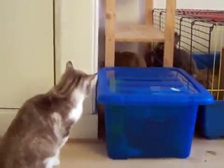 Кот играет с кроликом