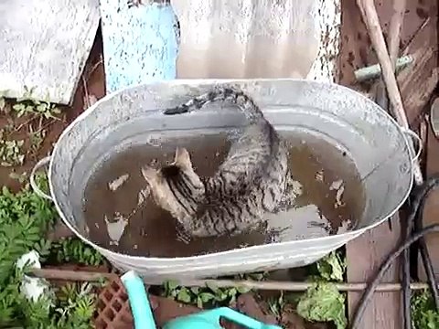 Кот ловит рыбу в корыте