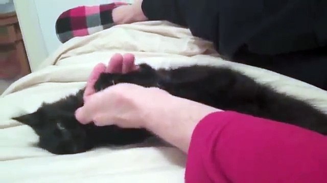 Бешенный черный котенок играет, а потом спит как убитый