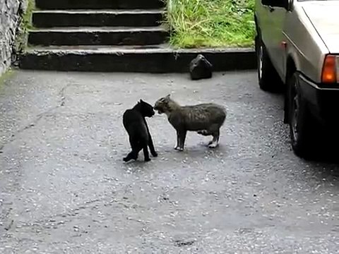 Два кота собрались подраться, но перед этим решили громко поговорить (поорать)