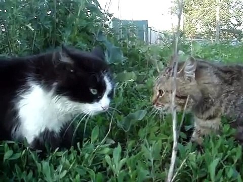 Дуэт двух котов - распевка. Классный прикол с двумя котами СМОТРЕТЬ ВСЕМ ПО ЛЮБОМУ