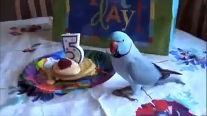 Hay, its Parrot's Birthday....