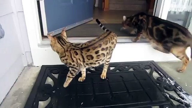 Коты впервые видят снег