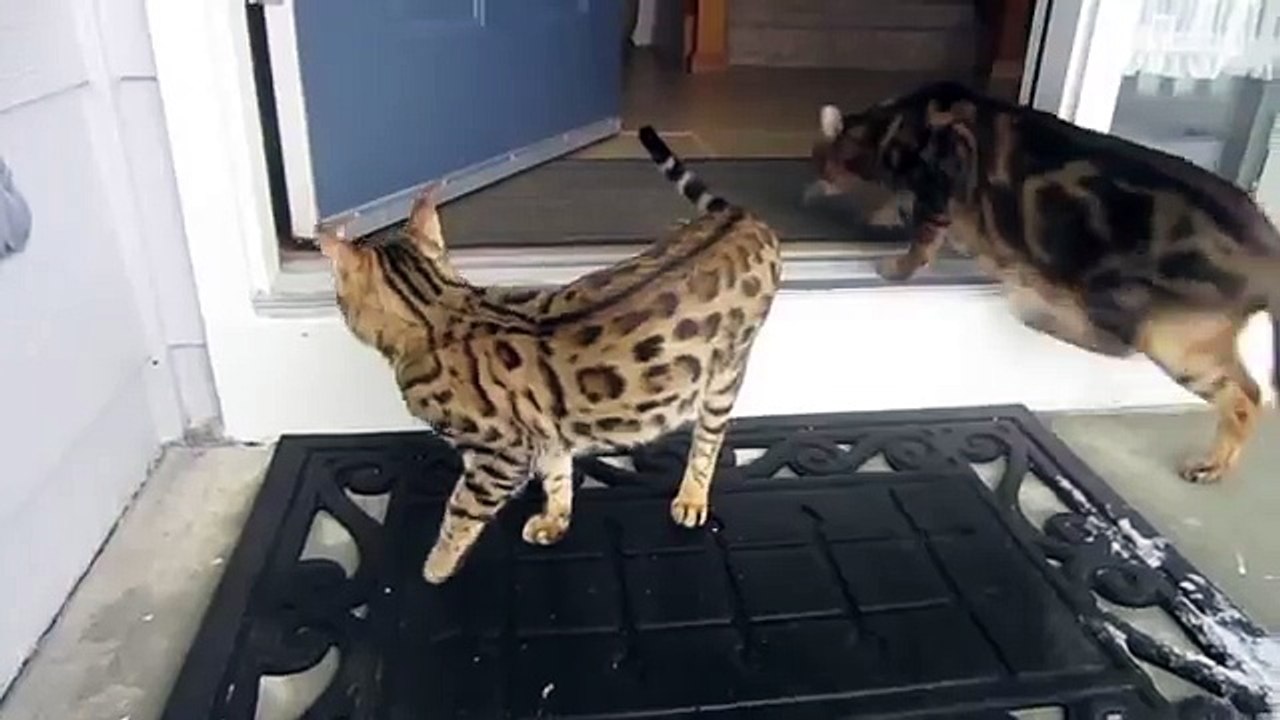 Коты впервые видят снег