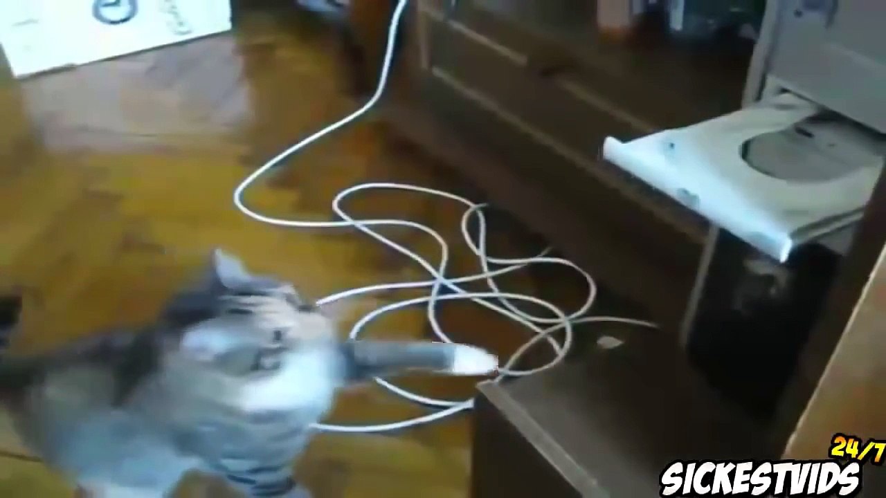 Ultimate Funny Cats Compilation - Funny Cat Videos 2016 (MUST SEE) - YouTube