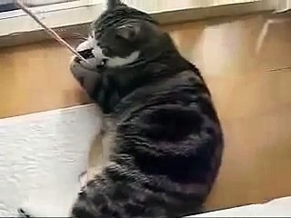 Кот Мару мочит приколы