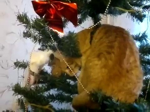 Кот прикинулся новогодней игрушкой ПРИКОЛ про рыжего кота