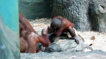Orangutan mom and baby fun