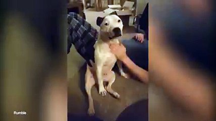 Caring Dog, Don't Stop Touching