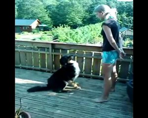 clickertraining Aussie