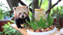 Red panda celebrates sweet 16 with custom cake