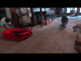 Cats Get Scared of Stuffed Bobcat