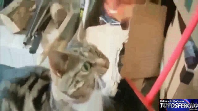 Videos 2016 videos funny humorous laugh animals Dogs, cats and more! 1