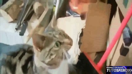 Videos 2016 videos funny humorous laugh animals Dogs, cats and more! 1