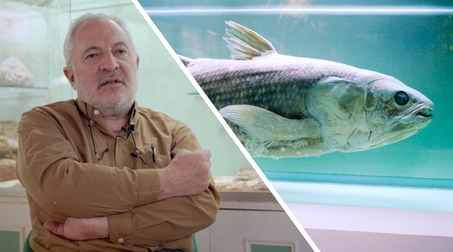 Interview : les fossiles vivants sont-ils véritablement identiques à leurs ancêtres ?