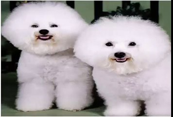 Bichon Frise Pictures