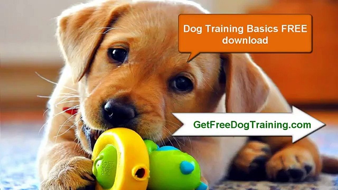 The Online Dog Trainer Review - Top 8 The Worst Dogs for Allergy Sufferers