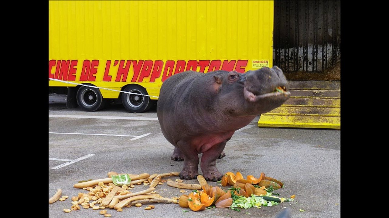 Cirque Muller - 2013