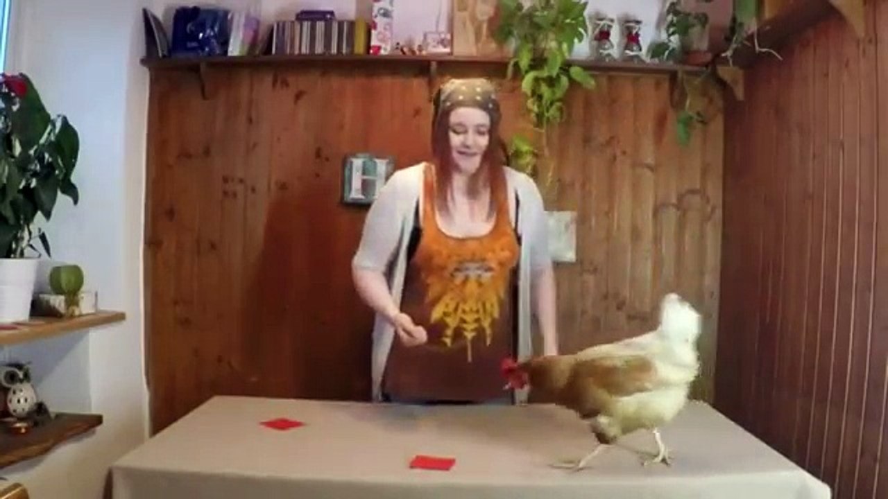 Clickertraining mit Huhn