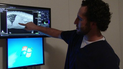 Zeus Lynx Had Surgery: You Will Never Believe What We Found