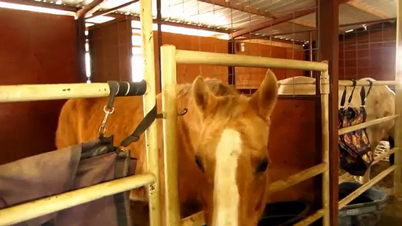 The Healing Influence Of Horses (Part 2) (Monthly) NCH Software used