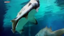 Un requin en mange un autre à l'aquarium de Séoul