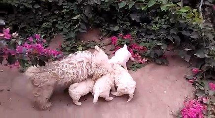 CACHORROS BICHON FRISE EN VENTA