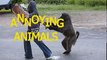 Animals can be so annoying - Funny animal compilation -