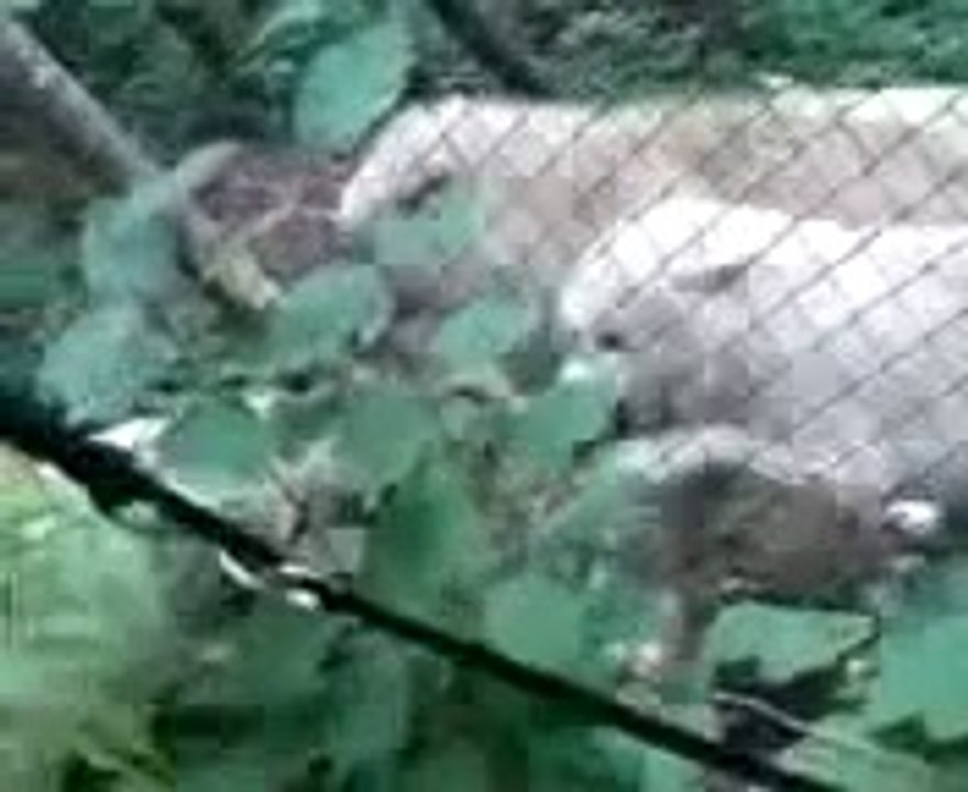 2 Kangal Kurtlara Saldırıyor