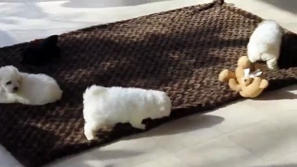 Bichon Frise Puppies For Sale