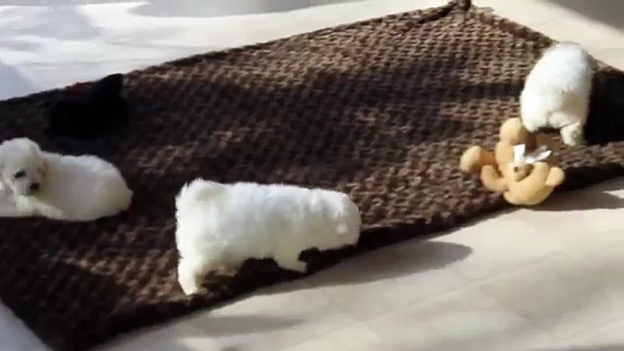 Bichon Frise Puppies For Sale