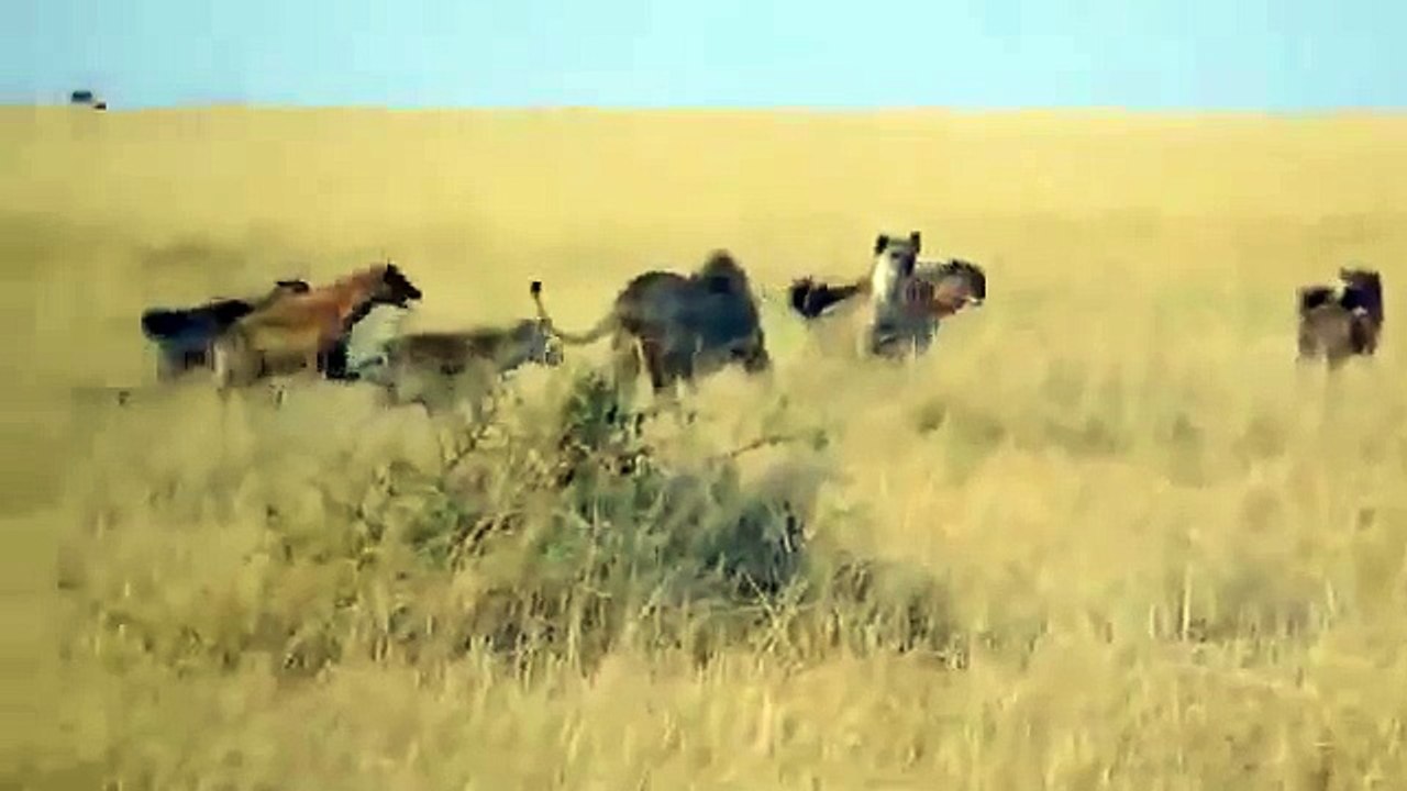 Aslan sırtlanı parçalıyor sırtlan kaşındı