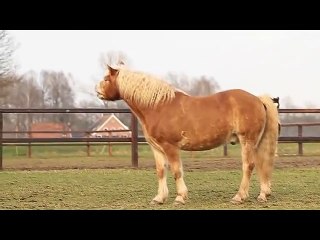 NEW bloopers, this will make you laugh!   )