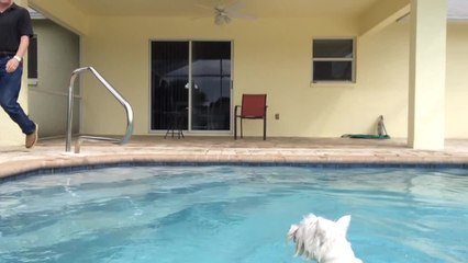 Eager Westie puppy reveals perfect diving form