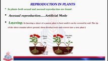 Reproduction in Plants [ Asexual  Reproduction ( Layering , Grafting & Budding )