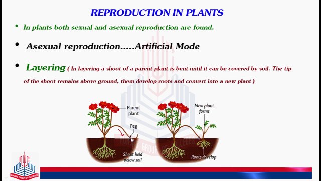Reproduction in Plants [ Asexual Reproduction ( Layering , Grafting & Budding )