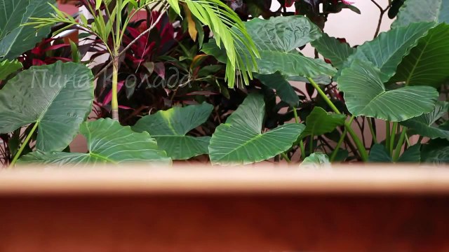 Как приготовить коктейль Пинья Колада- видео-рецепт