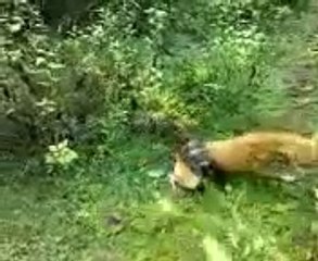 Dev Piton ve Köpeğin Savaşı