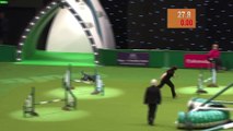 HILARIOUS - Dog takes a dump on TV - Crufts 2012 Bloopers