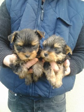 Chiots yorkshire nés le 15 décembre