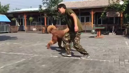 satılık tibet mastifi yavruları çin secereli dev köpekler 0541450127