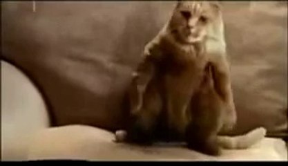 Kedi Yardırıyor ( Dans Eden Kedilerin Efendisi )